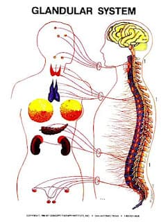 Glandular System