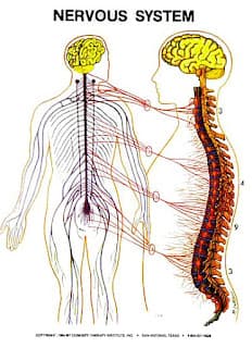 Nerve System