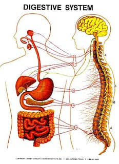 Digestive System