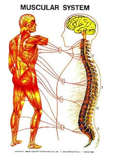 Muscular System