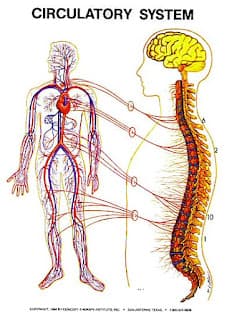 Circulatory System